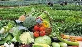 農(nóng)業(yè)未來(lái)5年的發(fā)展方向