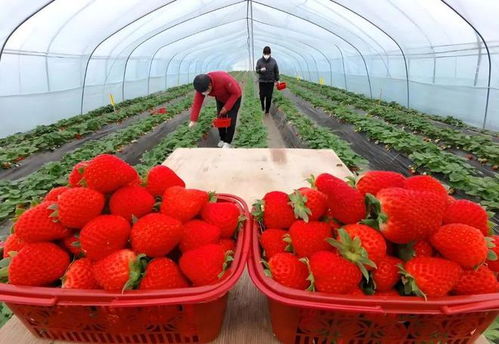 水果價(jià)格 崩盤(pán)