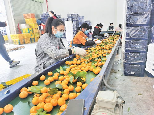 粵港澳大灣區肇慶 懷集 綠色農副產品集散基地農產品交易中心開業 為2000多商家提供流通新平臺